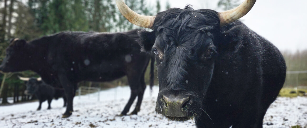 Close-up of a black cow with horns standing on snowy ground, with two other black cows in the background near trees—perfect for sharing winter tips for animals to help keep your herd healthy and safe this season.