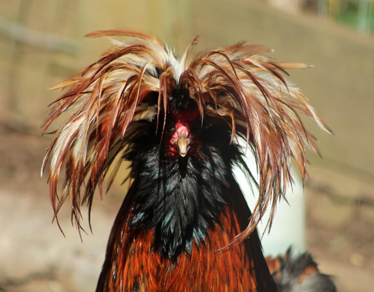A chicken with long, fluffy, and disheveled head feathers stands outdoors, facing the camera as if ready to write to its animal pen pals.