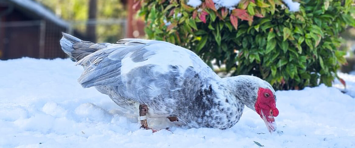 A duck with white and gray feathers and a red face is standing in snow, pecking at the ground near a green bush—a perfect scene to highlight winter animal tips for seasonal pet care.