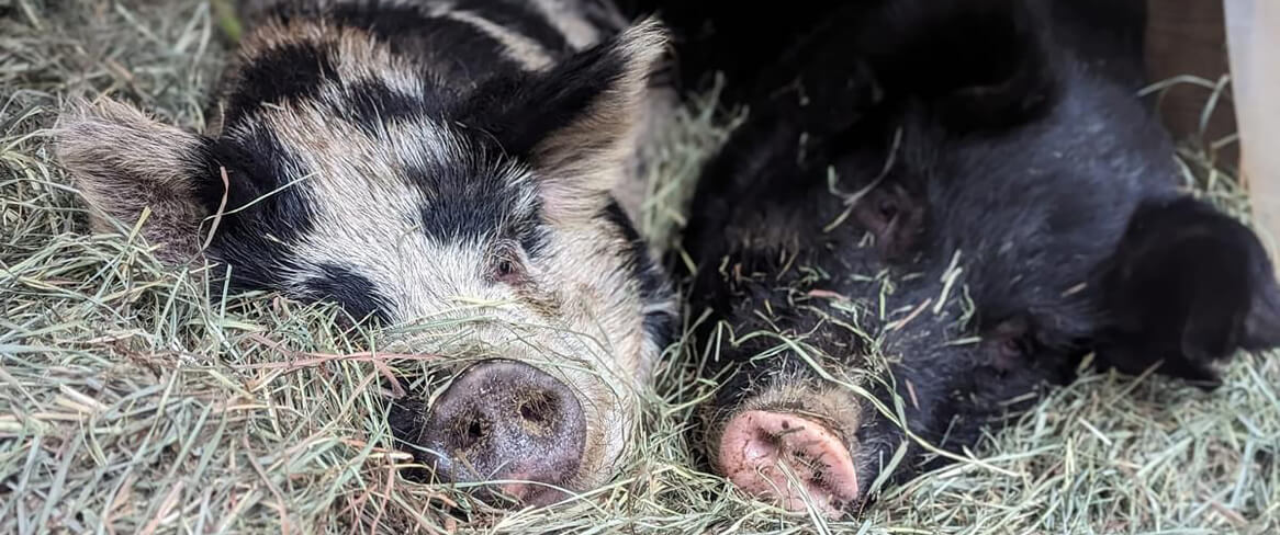 Two pigs lying side by side on a bed of hay, one with black and white spots and the other solid black, both facing the camera—a perfect reminder of animal care and comfort as you consider fall tips for animals.