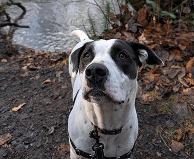 A white dog with black spots stands on a dirt and leaf-covered path near a body of water, looking upward—a perfect companion for those considering dog adoption.