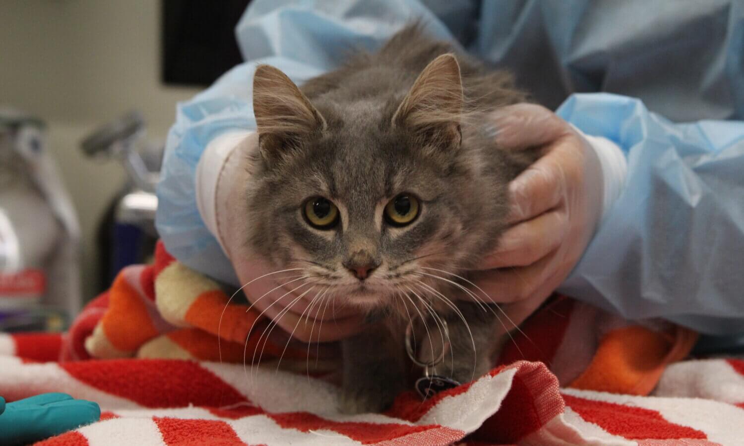 A person wearing gloves and a gown gently holds a gray cat on a red and white striped towel, possibly in a veterinary setting after a recent cat rescue.