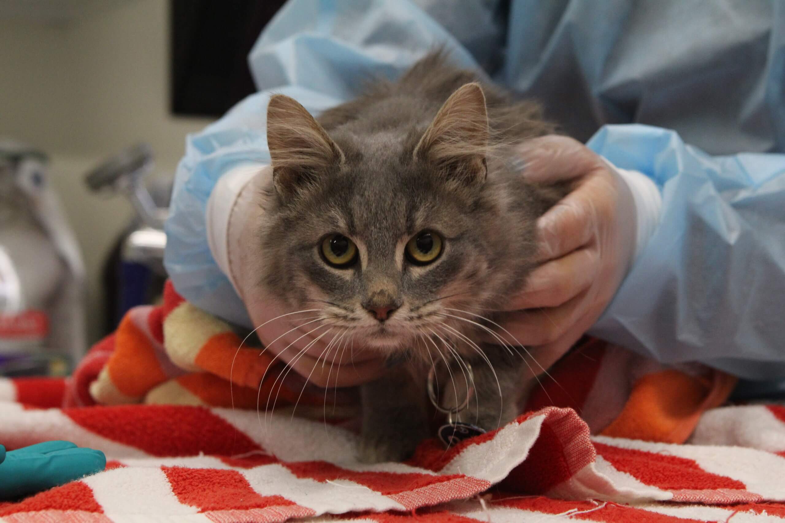 A person wearing gloves and a gown gently holds a gray cat on a red and white striped towel, possibly in a veterinary setting after a recent cat rescue.