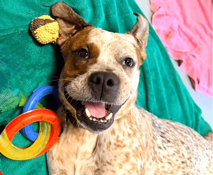 A happy brown and white dog, available for dog adoption, lies on a green blanket with a yellow ball and colorful ring toys nearby.