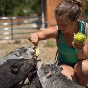 A woman crouches outdoors, feeding leafy greens to three small pigs gathered around her, showcasing the compassionate work of an animal rescue WA.
