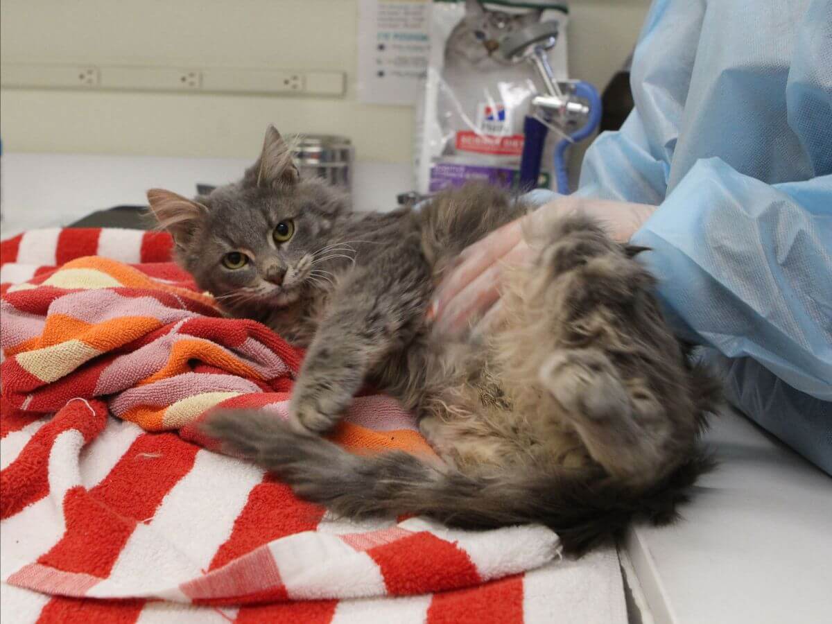 A person in medical scrubs pets a gray cat rescued from animal cruelty, lying on a striped towel on a table in a veterinary clinic.