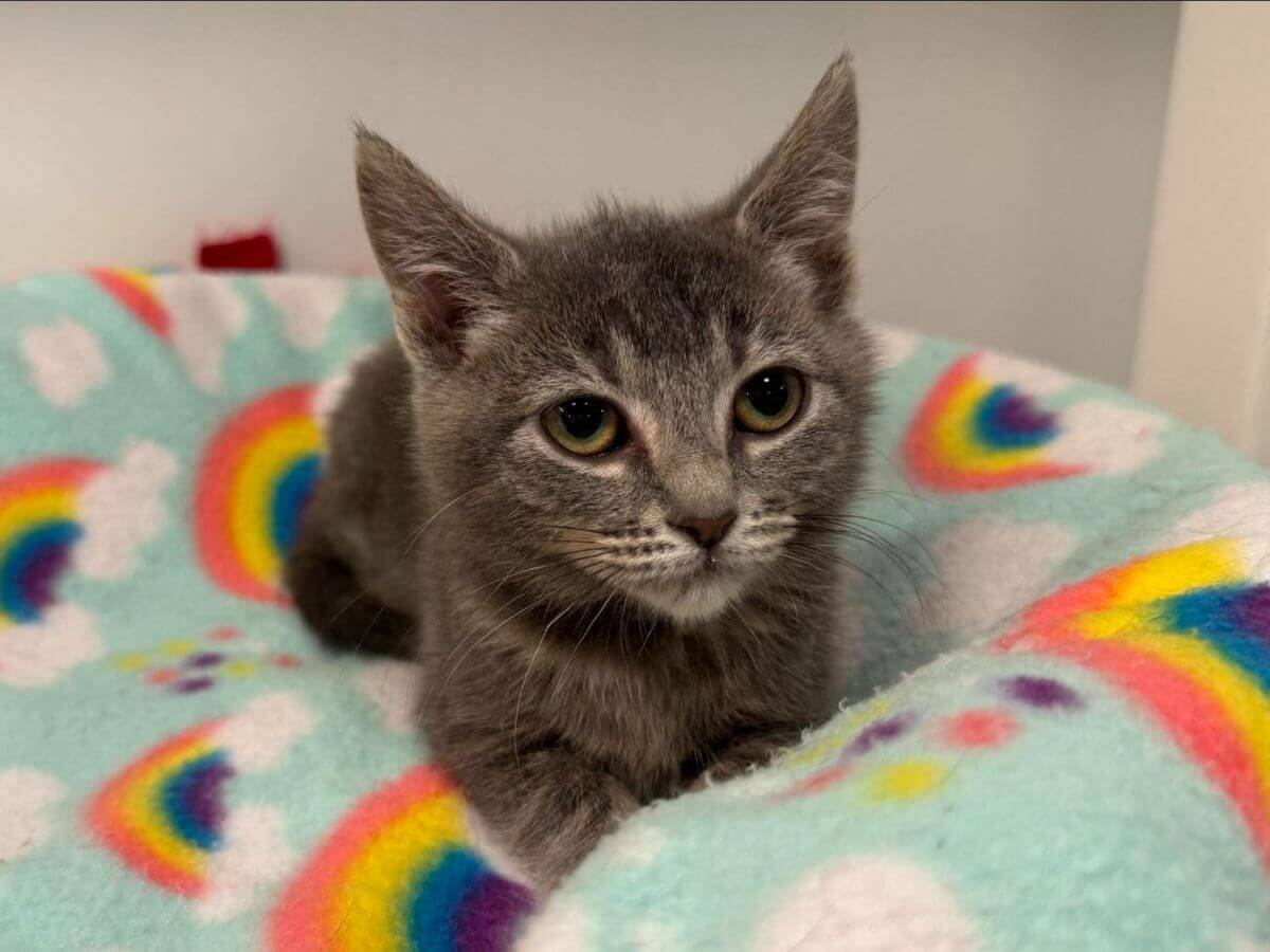 A gray kitten, recently part of a cat rescue, lies on a light blue blanket decorated with rainbows and clouds.