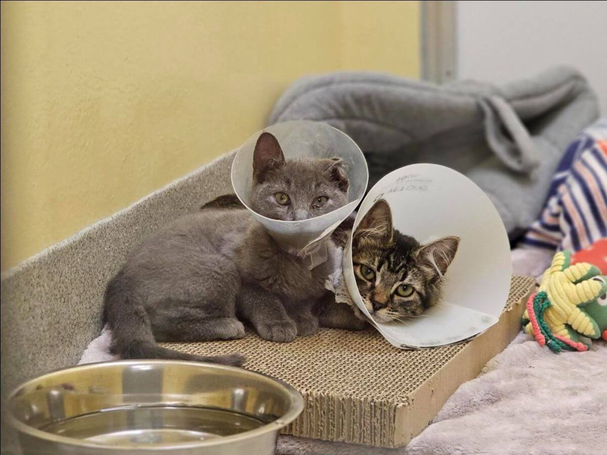 Two rescued cats wearing cone collars rest on a scratching pad in a cozy room, surrounded by a food bowl, toys, and a pet bed.