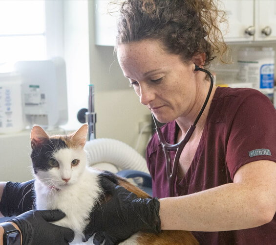A veterinarian wearing scrubs and gloves examines a calico cat with a stethoscope in a well-lit clinic room, showcasing the dedication of the pet team to quality pet services.