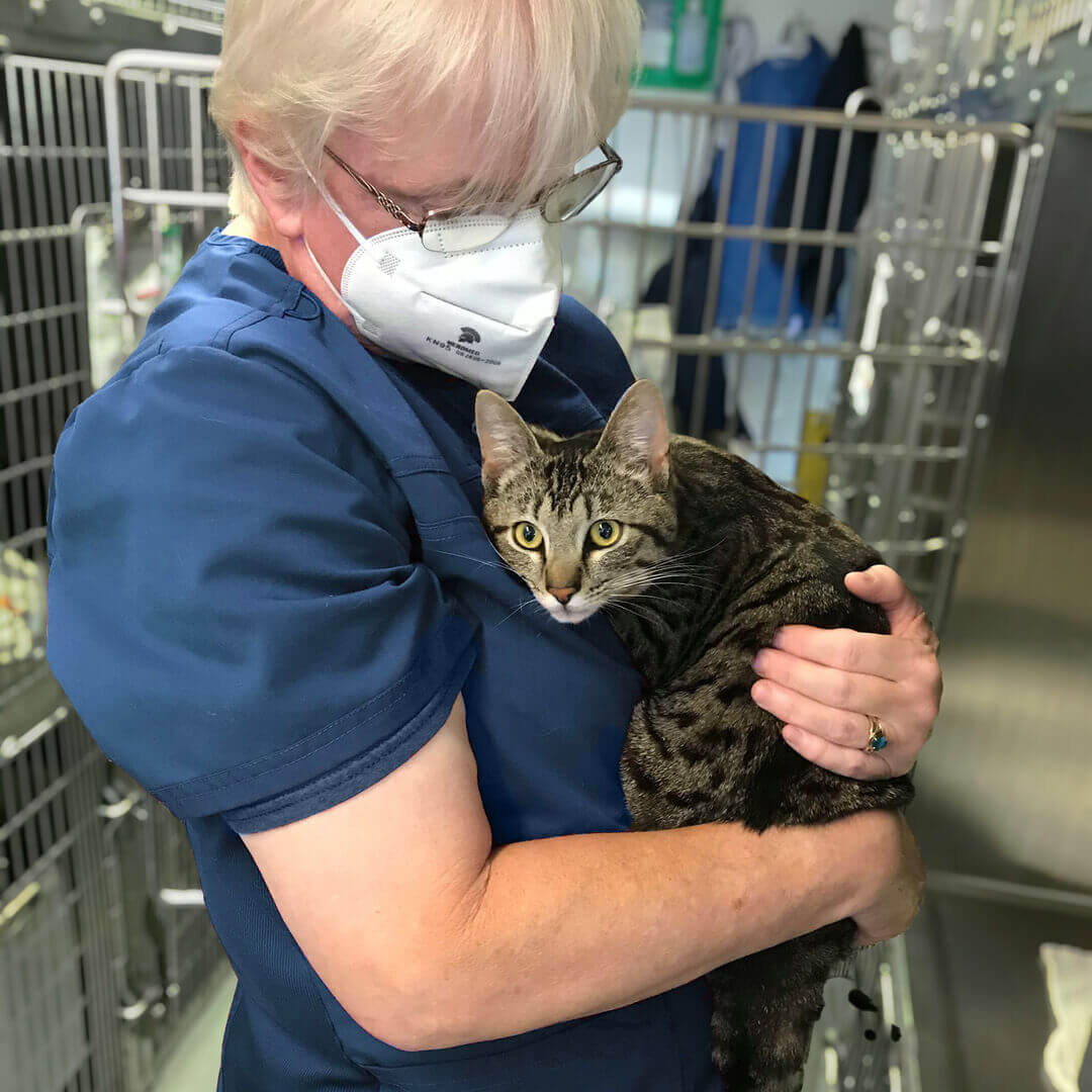 A person wearing scrubs and a mask holds a tabby cat in an animal care facility with metal cages in the background, highlighting compassionate care during World Spay Month.