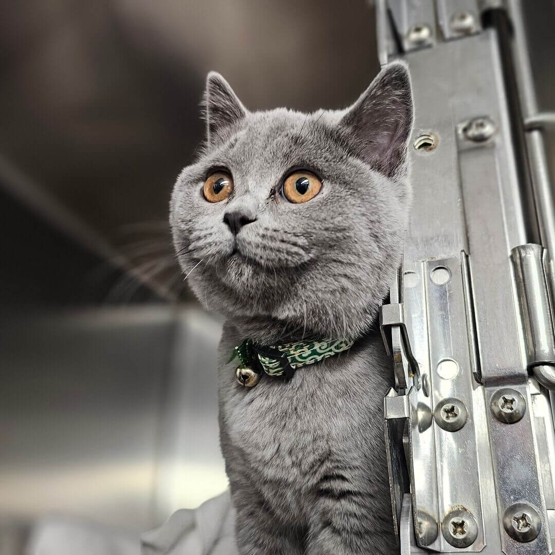 A gray cat with orange eyes and a green collar with a bell sits next to a metallic structure, looking attentively to the side—an ideal ambassador for World Spay Month.