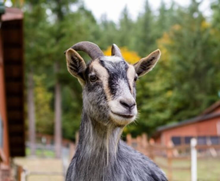 A gray and black goat with curved horns stands outdoors near wooden buildings, cared for by an animal rescue WA, with trees and greenery in the background.
