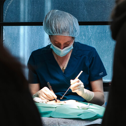 A medical professional in scrubs, mask, and hair cover performs a surgical procedure using instruments on a patient under focused lighting, highlighting the importance of World Spay Month.