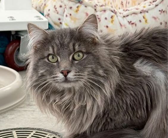 A long-haired gray cat with green eyes sits on the floor near a food dish and a pet bed, waiting for a loving home through an animal rescue WA.