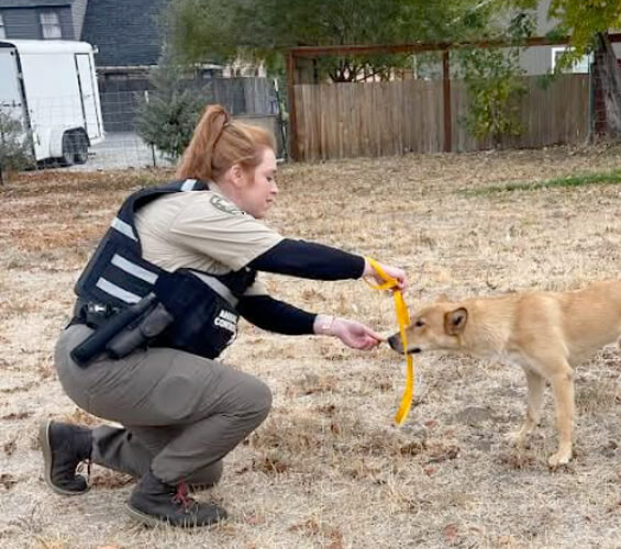 An animal control officer in uniform, honored with the Bucky Award for Excellence, uses a catch pole to safely handle a tan dog in a dry, fenced yard.