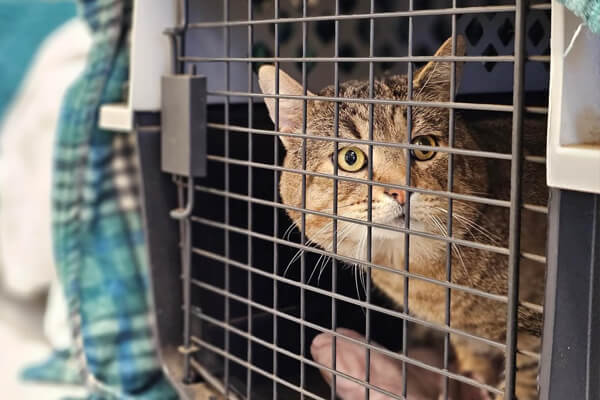 A tabby cat with wide eyes sits inside a pet carrier, looking out through the metal grid of the door—ready for its visit to low-cost spay neuter pet services.