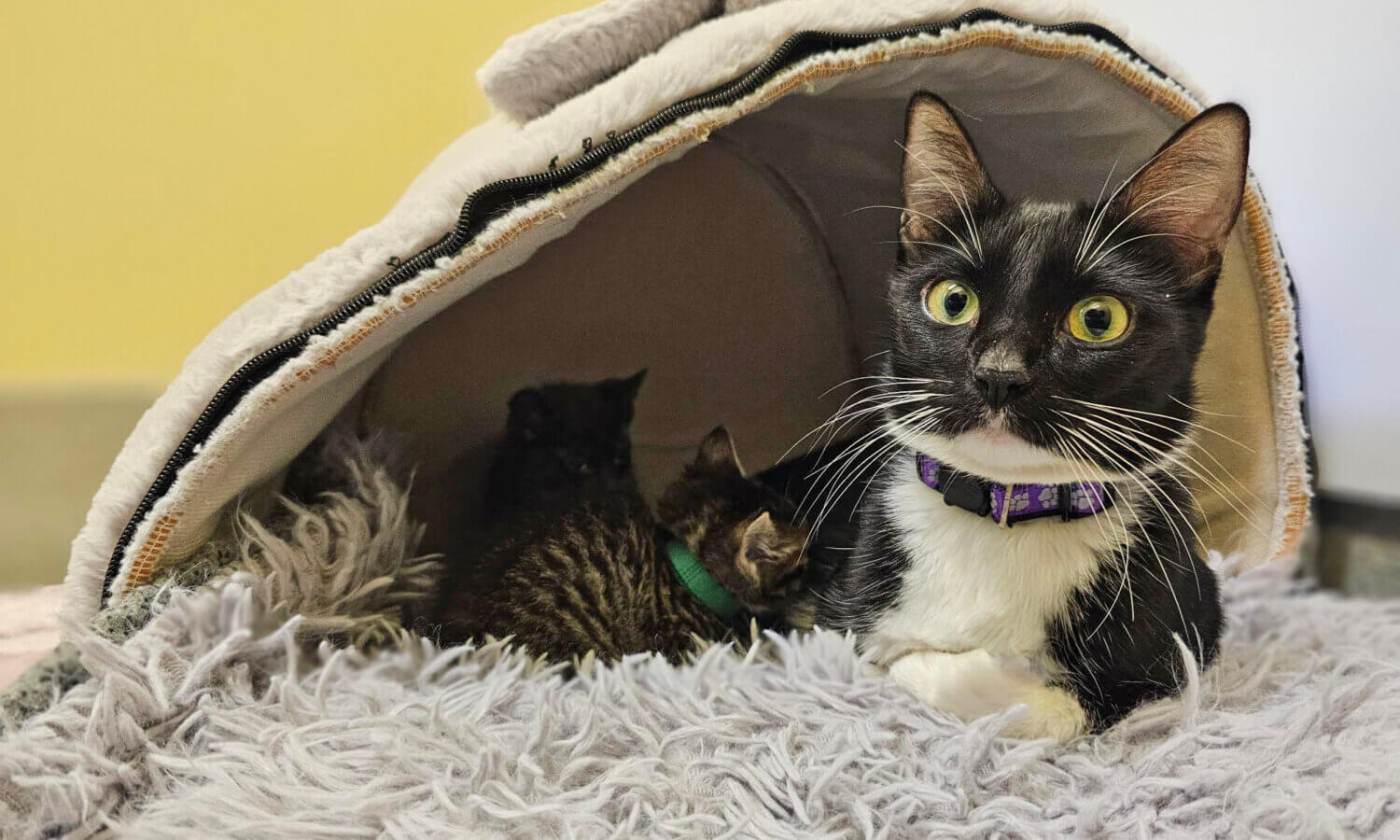A black and white cat lies on a fuzzy blanket in front of a small cave-style pet bed, with two kittens—rescued from among abandoned cats—resting partially inside.
