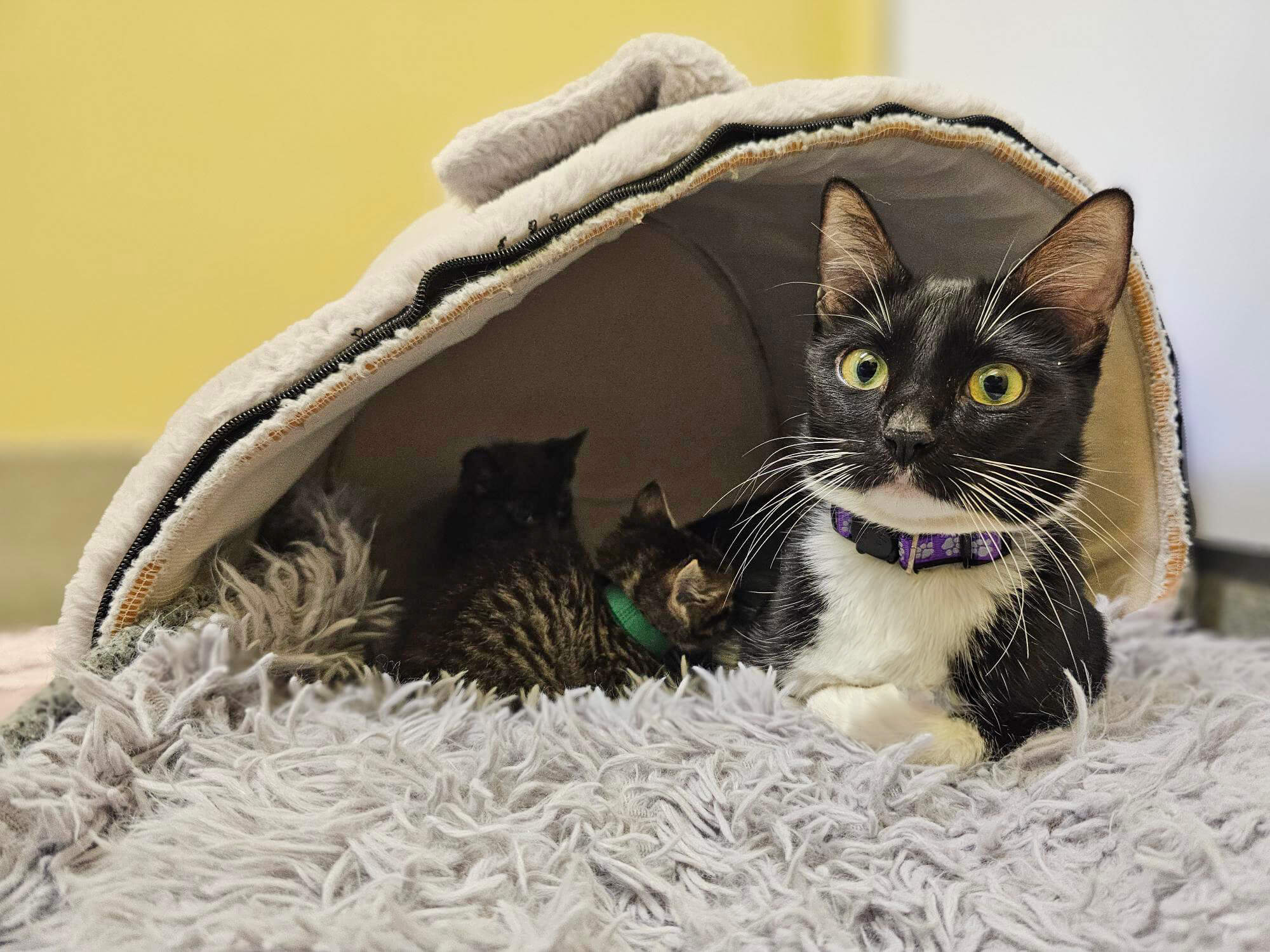 A black and white cat lies on a fuzzy blanket in front of a small cave-style pet bed, with two kittens—rescued from among abandoned cats—resting partially inside.