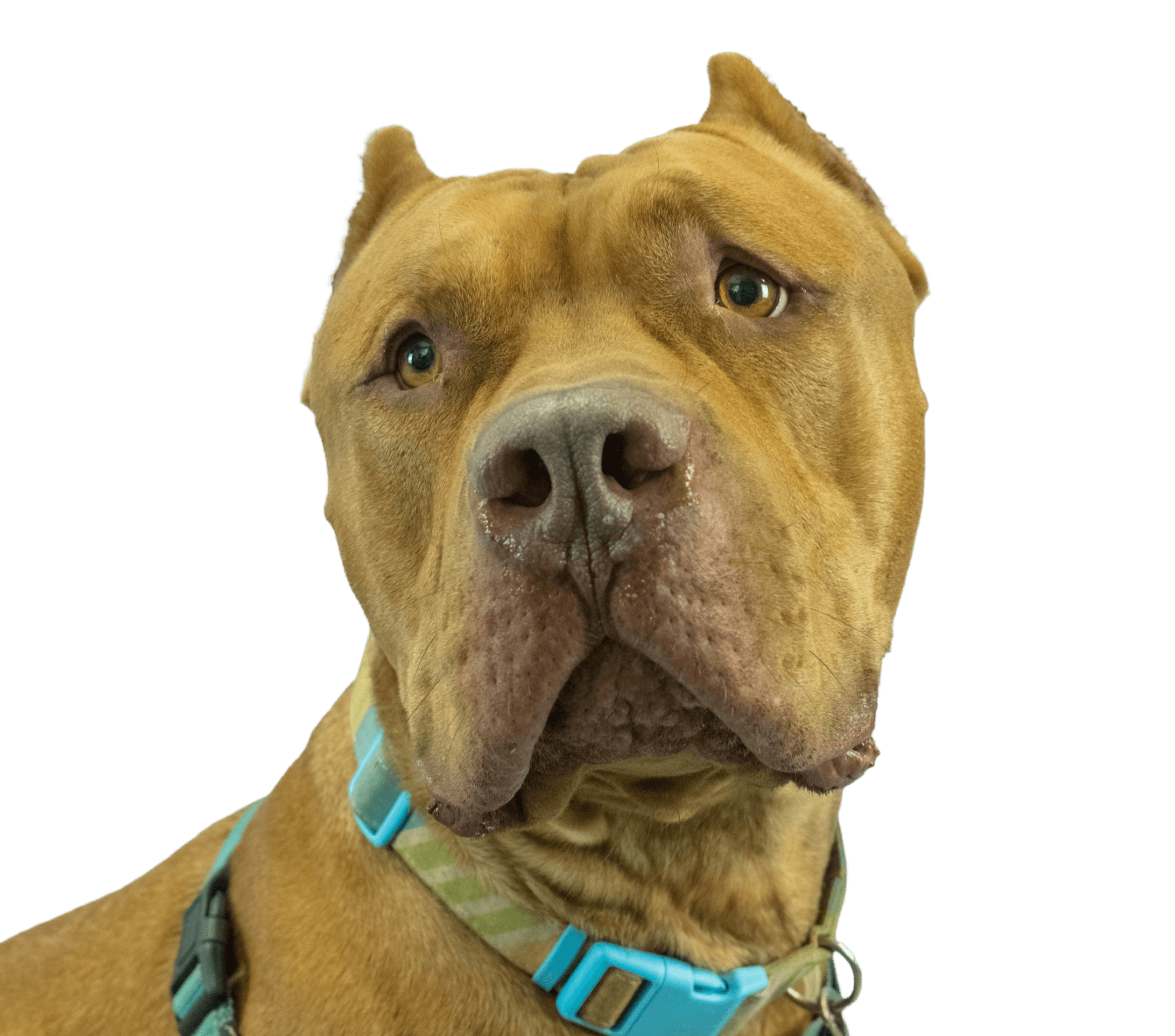 Brown dog with cropped ears and a blue collar looks directly at the camera against a plain white background.