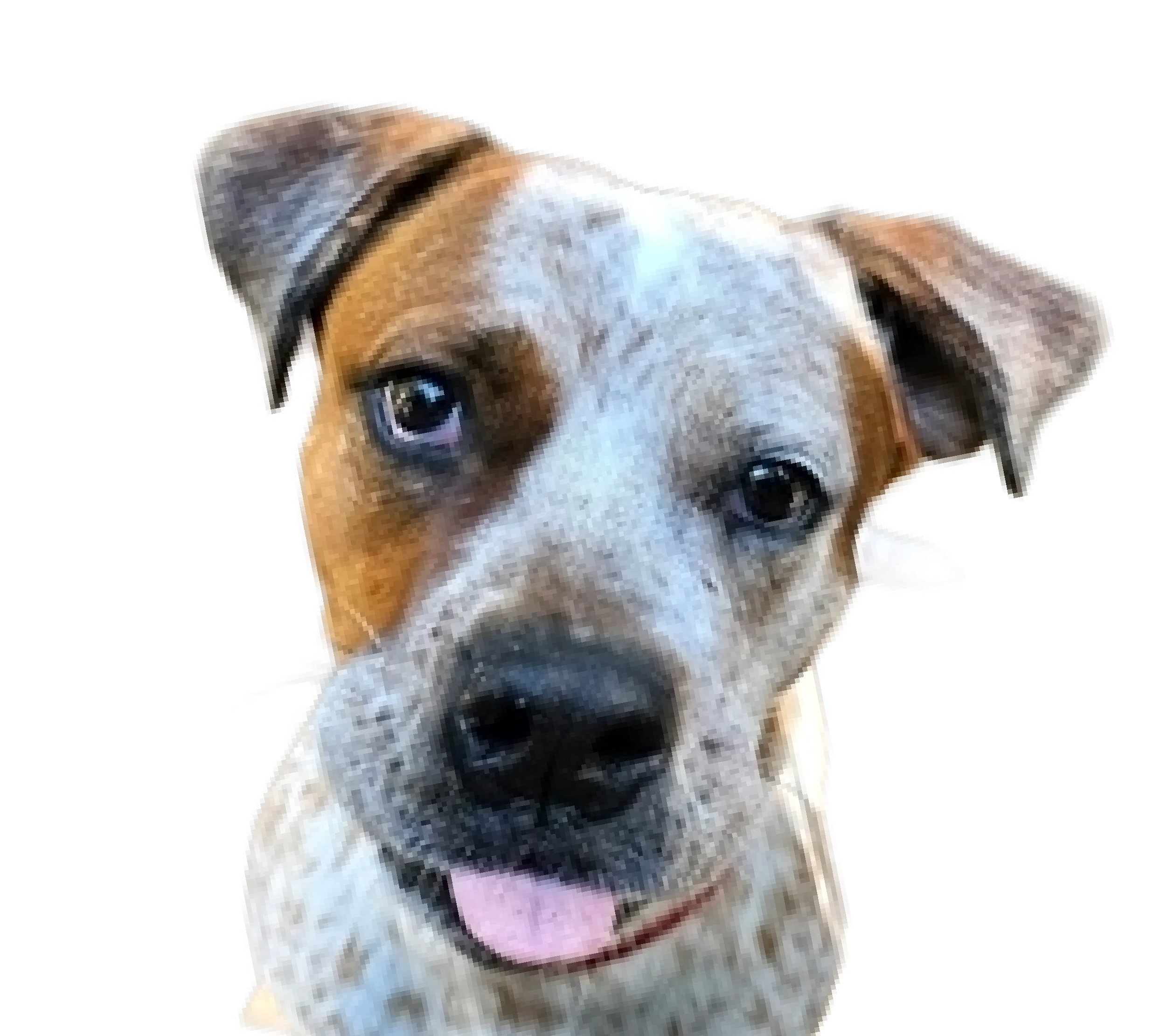 A close-up of a brown and white dog with floppy ears, looking directly at the camera with its tongue slightly out.