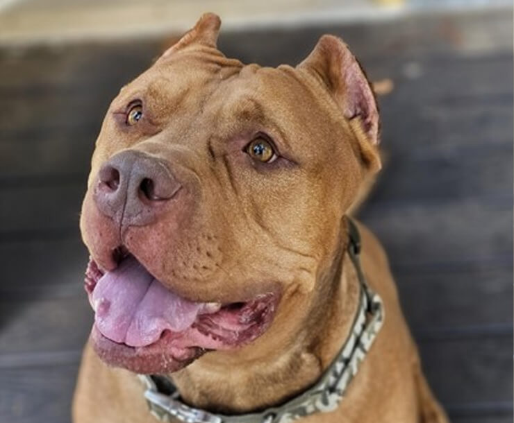 A brown pit bull dog with cropped ears sits on a dark wooden floor, looking up with its mouth open and tongue out, wearing a patterned collar—ready to find a forever home through an animal welfare organization WA.
