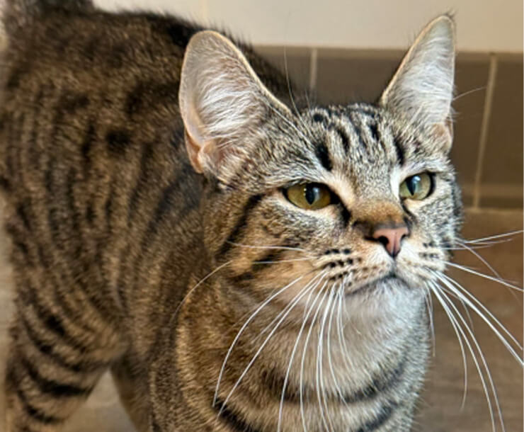 Tabby cat with green eyes stands indoors on a tiled floor, looking slightly upward with ears perked forward—ready for a loving home through an animal welfare organization WA.