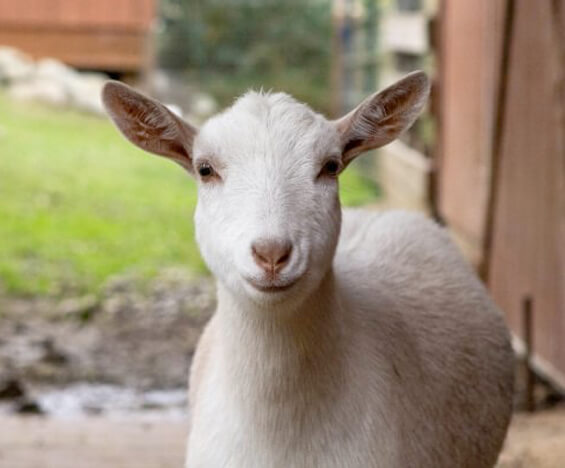 A white goat stands in a barn doorway, facing the camera with its ears pointed outward. The background features grass and a wooden structure at an animal rescue WA facility.