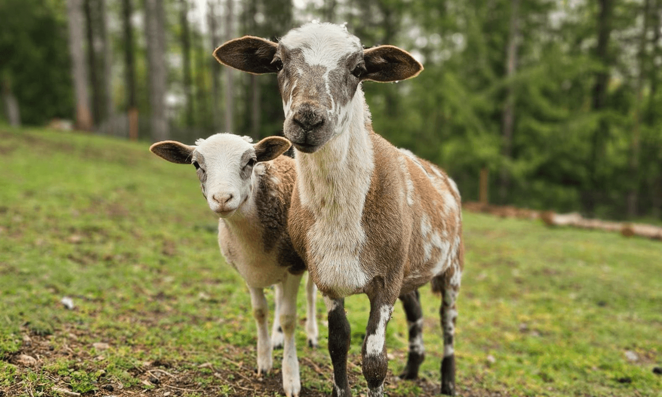 Two goats with brown and white coats stand on grass with trees in the background. Perfect for a Day of Sanctuary, the larger goat stands in front of the smaller one, both facing the camera, capturing a peaceful foster family moment.