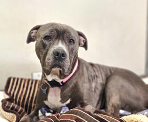 Gray pit bull dog with a pink collar lies on a striped blanket, looking toward the camera against a neutral background—adopted through an animal welfare organization WA.